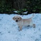 Mac descubre la nieve, se la comía como los niños!